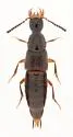 Philonthus chujoi