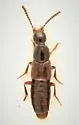 Philonthus chujoi - photo 2