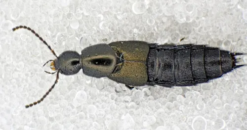 Philonthus cognatus