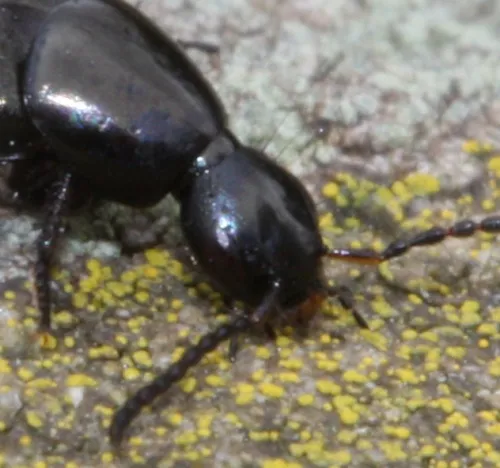 Philonthus cognatus - photo 2