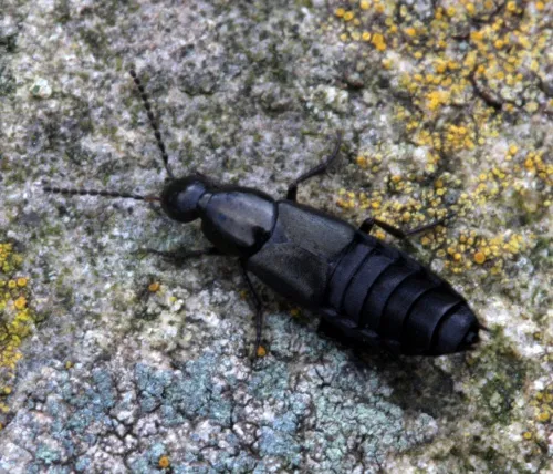 Philonthus cognatus - photo 3