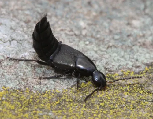 Philonthus cognatus - photo 4