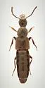 Philonthus concinnus