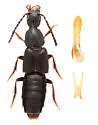 Philonthus couleensis - photo 2