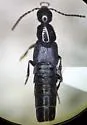 Philonthus crotchi - Philonthus crotchi