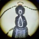 Philonthus crotchi - photo 2