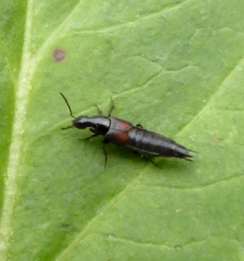 Philonthus cruentatus