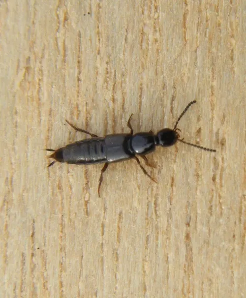 Philonthus debilis