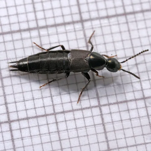 Philonthus decorus - Philonthus decorus