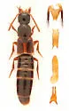 Philonthus discoideus - photo 4