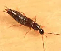 Philonthus flumineus - photo 2