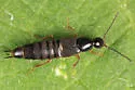 Philonthus flumineus - photo 3
