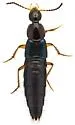 Philonthus gentilis