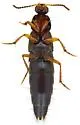 Philonthus gentilis - photo 2