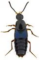 Philonthus gentilis - photo 3