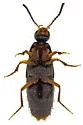 Philonthus gentilis - photo 4