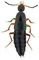 Philonthus gentilis - photo 5