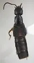 Philonthus gracilior - Philonthus gracilior