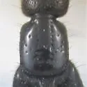 Philonthus gracilior - photo 2