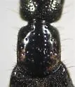 Philonthus gracilior - photo 3