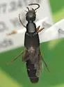 Philonthus gracilior - photo 4