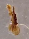 Philonthus gracilior - photo 5
