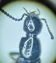 Philonthus grandicollis - photo 2