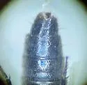 Philonthus grandicollis - photo 4