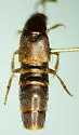 Philonthus hepaticus - photo 2