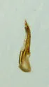 Philonthus hepaticus - photo 3