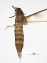 Philonthus hepaticus - photo 4
