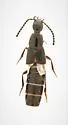 Philonthus janus - Philonthus janus