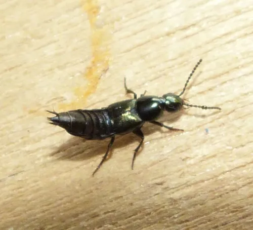 Philonthus laminatus