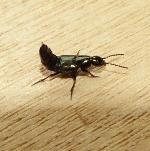 Philonthus laminatus - photo 2
