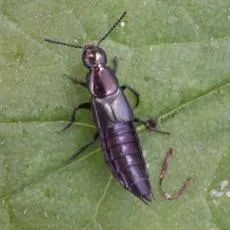 Philonthus laminatus - photo 3