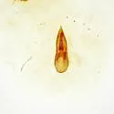 Philonthus lindrothi - photo 2