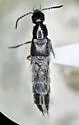 Philonthus lindrothi - photo 3