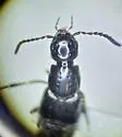 Philonthus lindrothi - photo 4