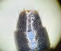 Philonthus lindrothi - photo 5