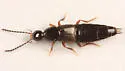 Philonthus lomatus - photo 4