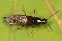 Philonthus lomatus - photo 5
