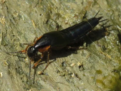 Philonthus marginatus