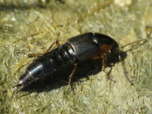 Philonthus marginatus - photo 2