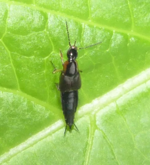 Philonthus marginatus - photo 3