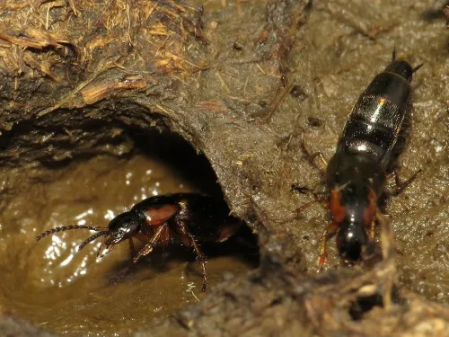 Philonthus marginatus - photo 4