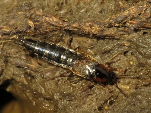 Philonthus marginatus - photo 5