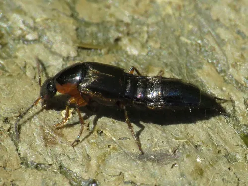 Philonthus marginatus - photo 6