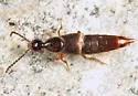 Philonthus monaeses - Philonthus monaeses