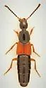 Philonthus neonatus - photo 3