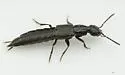 Philonthus nudus - photo 4